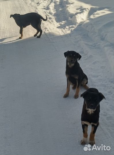 Пристраиваются щенки в добрые руки