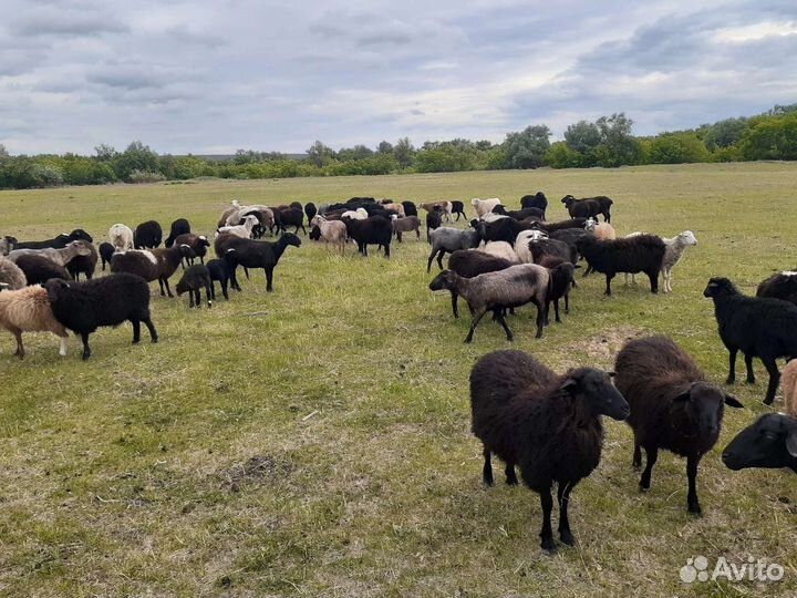 Продам мясо баранина