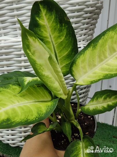 Диффенбахия Бертина