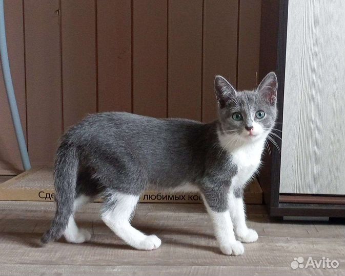 Котята в добрые руки бесплатно