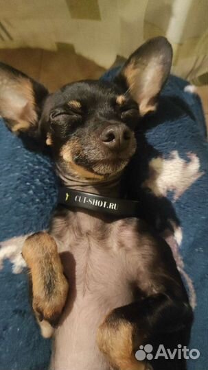 Мини той-терьер