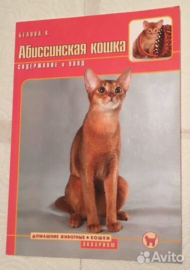 Содержание кошек Мейн Кун Сфинкс Британская