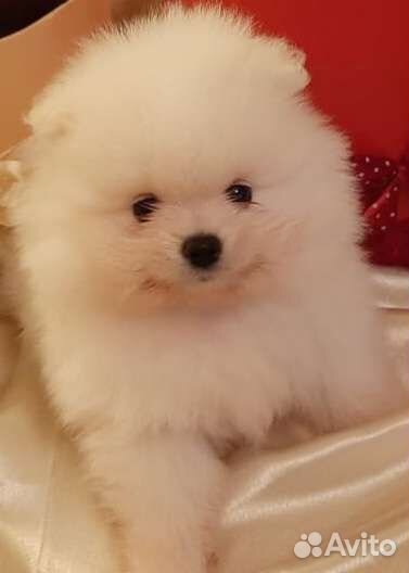 Померанские мишки