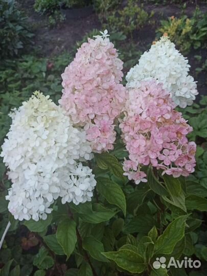 Гортензия метельчатая