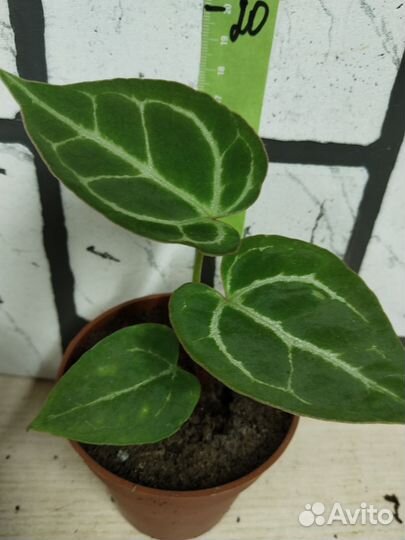 Антуриум сильвер блаш