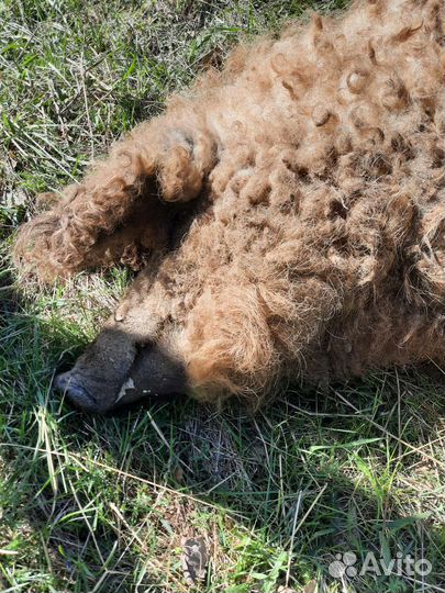 Венгерская Мангалица