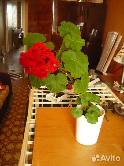 Пеларгония Pink Rambler