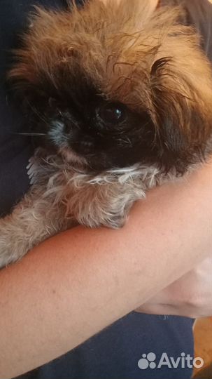 Щенки пекинеса