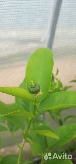 Цитрусовые деревья