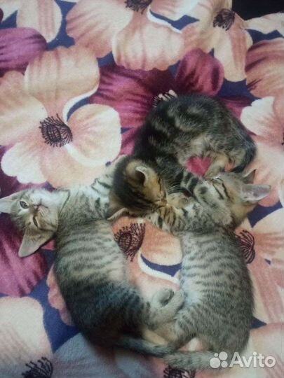 Кошка в дар