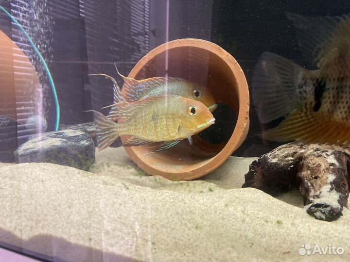 Геофагус красноголовый (Geophagus sp. Tapajos)