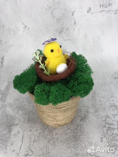 Кашпо из стабилизированного мха