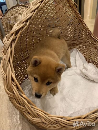 Корзина плетеная для домашних животных