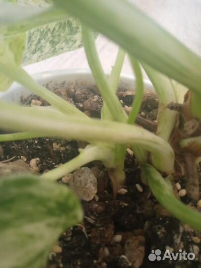 Филодендрон гигантами вариегатный