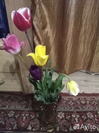 Луковицы голландских тюльпанов