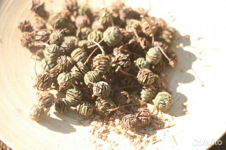 Метасеквойя саженцы семена