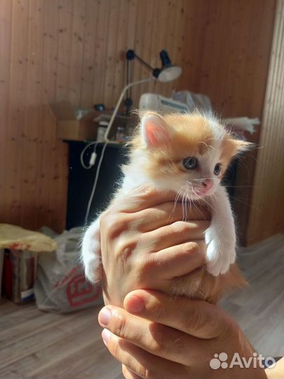 Котята