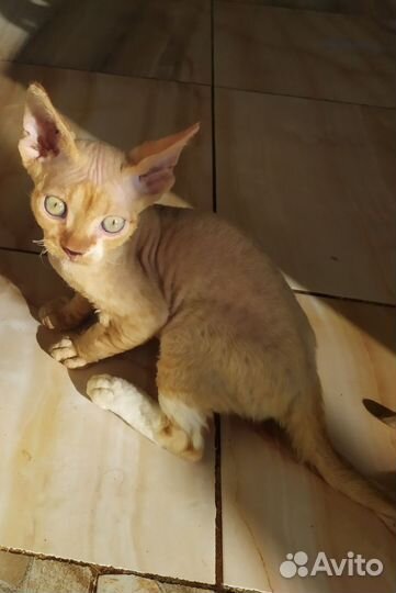 Котята девон-рекс