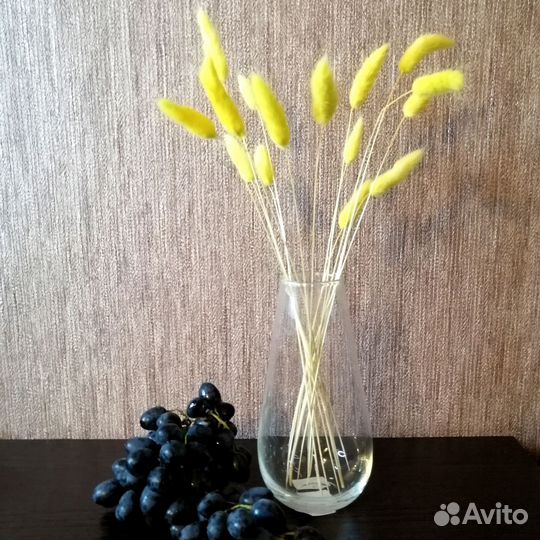 Сухоцветы лагурус (зайцехвост)