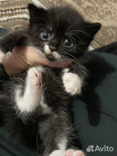 Красивые котята