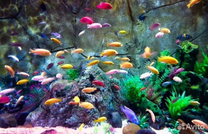 Аренда аквариумных рыбок