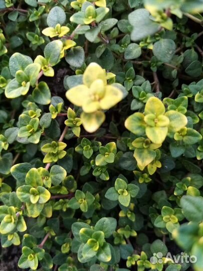 Пряные травы