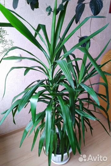 Пальма юкка