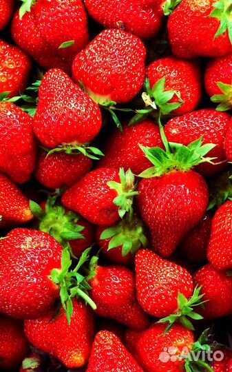 Клубника виктория ягода
