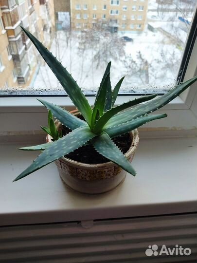 Цветок алоэ вера лечебное. Бактерицидное