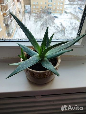 Цветок алоэ вера лечебное. Бактерицидное