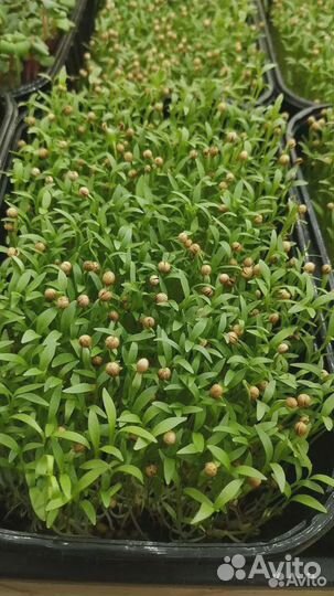 Микрозелень и витграс