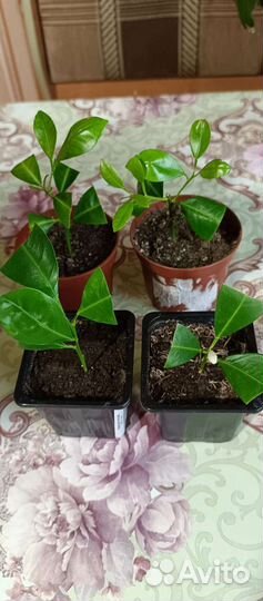 Каламандин цитрусовые