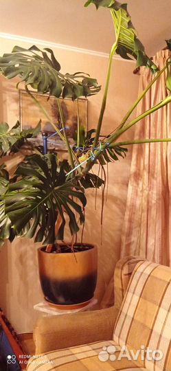 Продаю монстеру