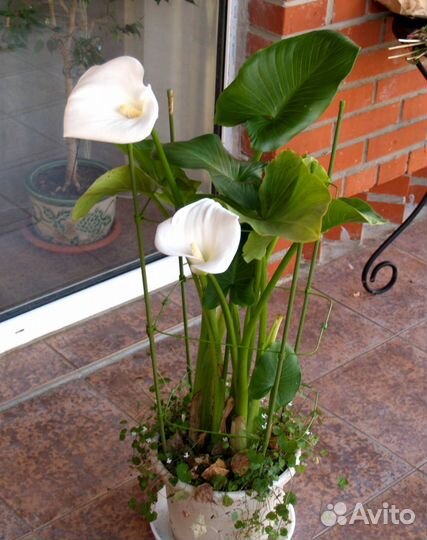 Каллы луковицы сорта Манго, Пикассо, Белая, и др