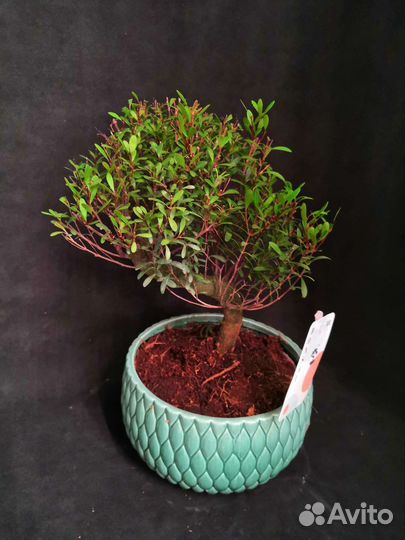 Дерево Бонсай подокарпус,кармона,сизигиум