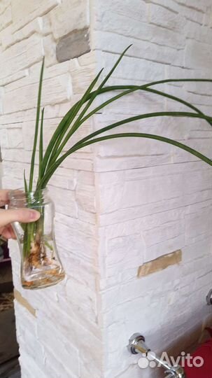 Отростки комнатных экзотов