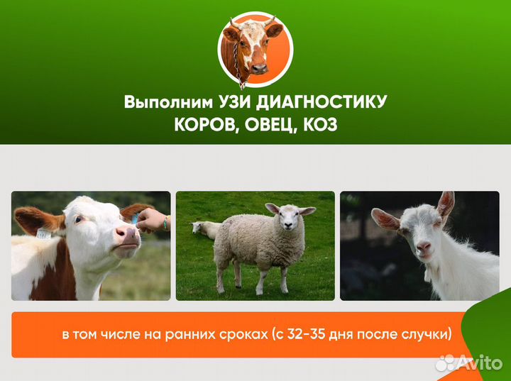 Узи коров для лпх, кфх