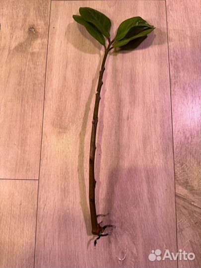 Замиокулькас вариегатный