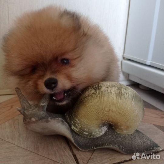 Померанские мишки шпицы мини (девочки и кобельки)