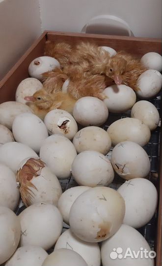 Утиные яйца