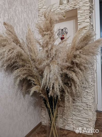 Кортадерия пампасная трава