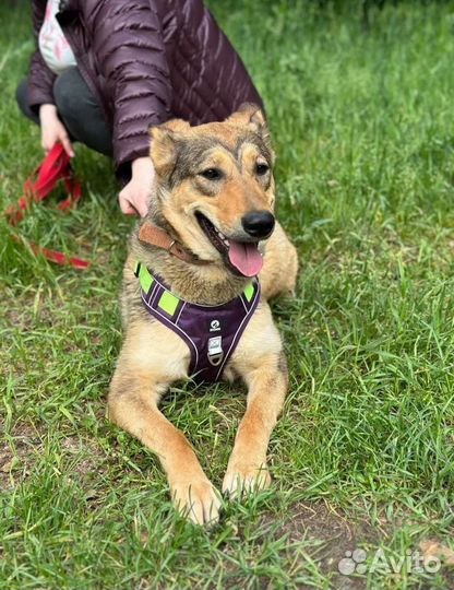 Мякишная собака из приюта