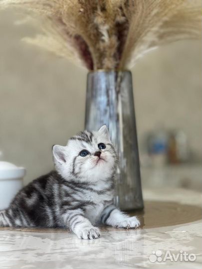 Шиншилла белая