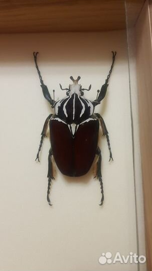 Гигантский голиаф