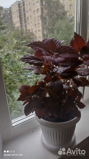 Цветок Колеус