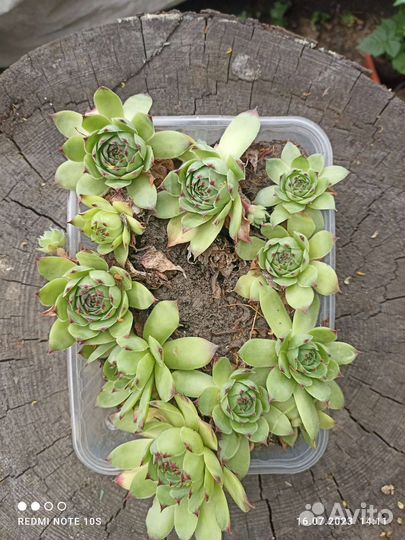 Почвопокровные растения