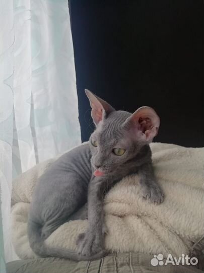 Канадский сфинкс котенок