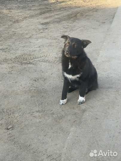 Мальчик-Чилик