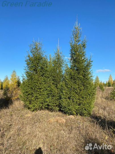 Ель обыкновенная