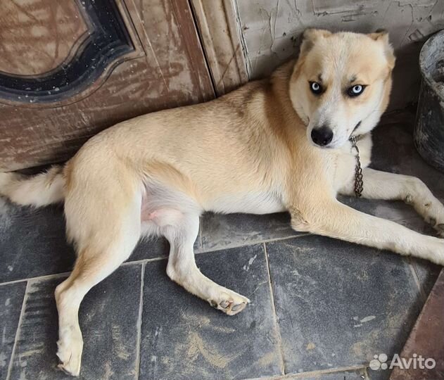 Кавалер для вязки